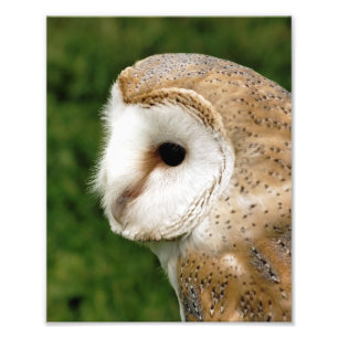 BARN OWLS PHOTO PRINT
