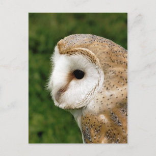 BARN OWLS POSTCARD