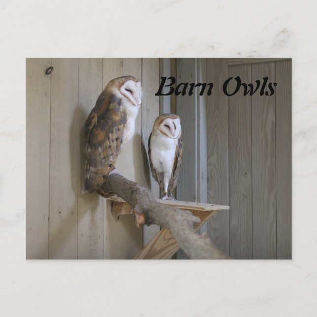 Barn Owls Postcard (Front)