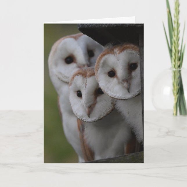 Barn owls scotland card (Front)