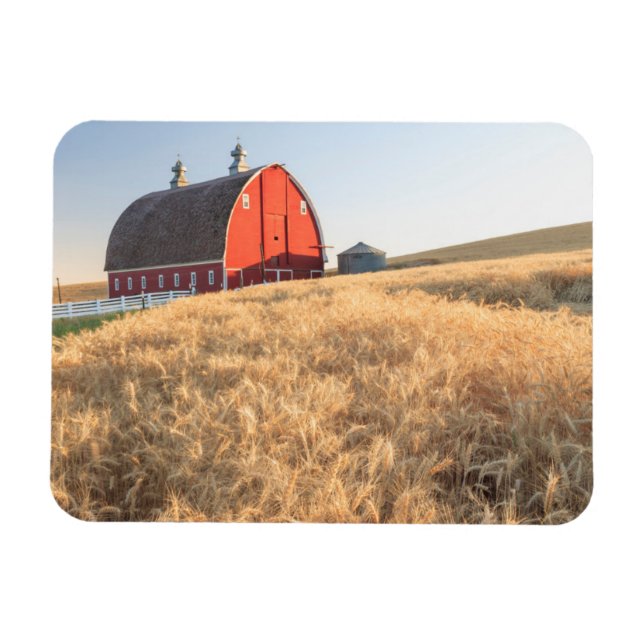 Barn, summer wheat fields near Sprague, Eastern 1 Magnet (Horizontal)