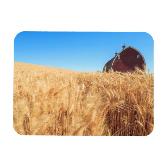 Barn, summer wheat fields near Sprague, Eastern 2 Magnet (Horizontal)