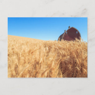 Barn, summer wheat fields near Sprague, Eastern 2 Postcard