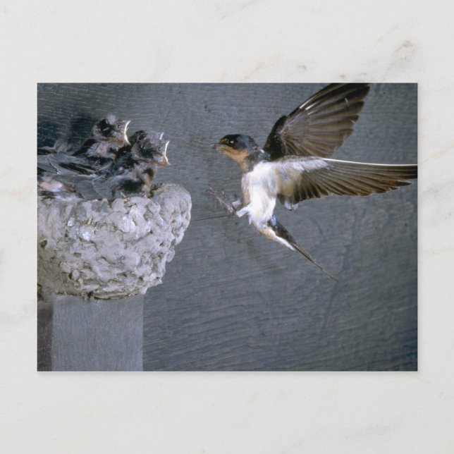 Barn Swallow approaching nest Postcard (Front)
