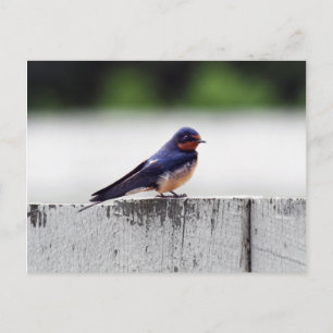 Barn Swallow at Fort Larned Postcard