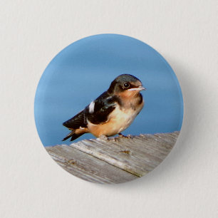 Barn Swallow button