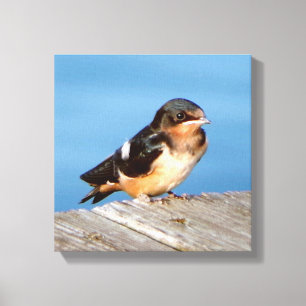 Barn Swallow canvas print