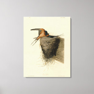 Barn Swallow from Audubon's Birds of America Canvas Print