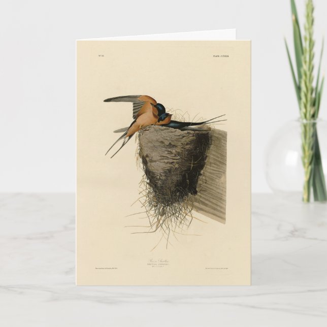Barn Swallow from Audubon's Birds of America Card (Front)
