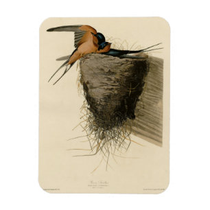 Barn Swallow from Audubon's Birds of America Magnet