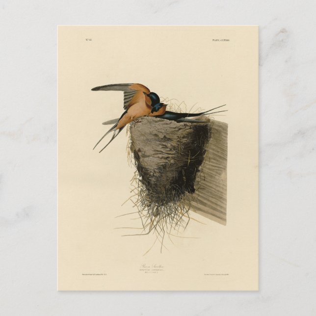 Barn Swallow from Audubon's Birds of America Postcard (Front)