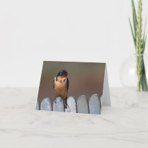 Barn Swallow Greeting Card