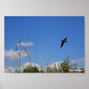Barn Swallow in Flight Poster