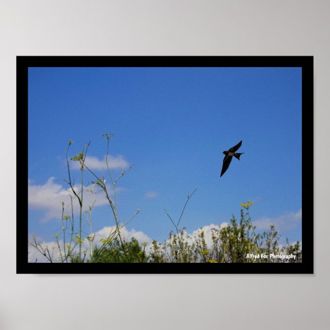 Barn Swallow in Flight Poster (Front)