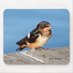 Barn Swallow mousepad
