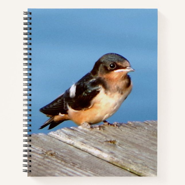 Barn Swallow notebook (Front)