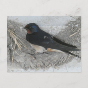 Barn Swallow on Nest DIY Postcard