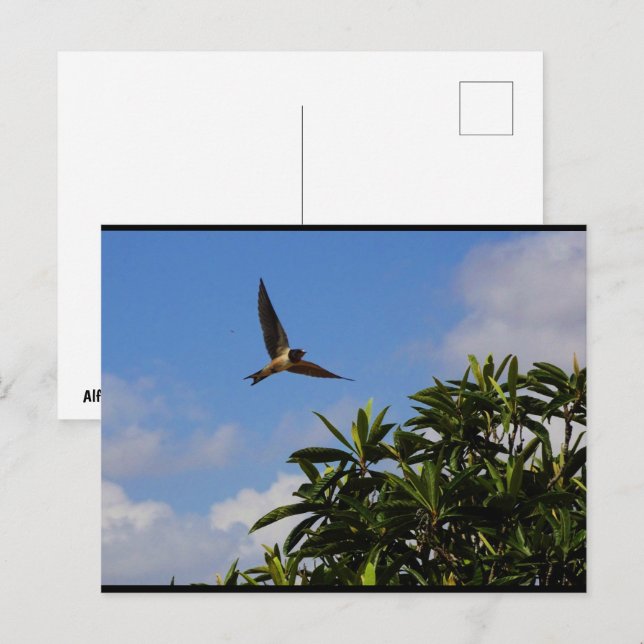 Barn Swallow Open Wings Postcard (Front/Back)