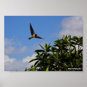 Barn Swallow Open Wings Poster