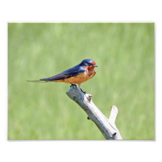 Barn Swallow Photo Print