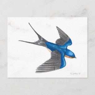 Barn Swallow Postcard