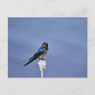 Barn swallow postcard
