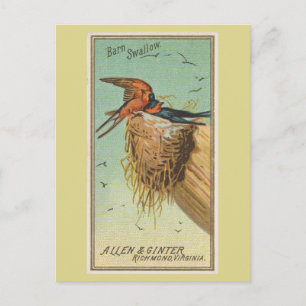 Barn Swallow Postcard