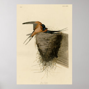 Barn Swallow Poster