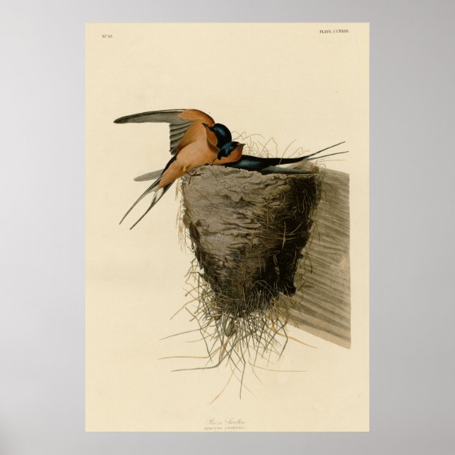 Barn Swallow Poster (Front)
