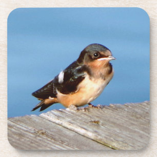 Barn Swallow set of 6 coasters