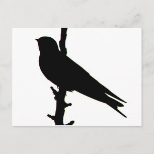 Barn Swallow silhouette Postcard