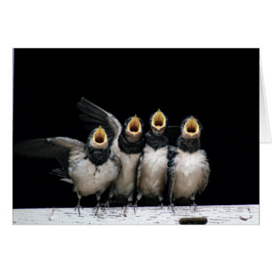 Barn Swallow Singing