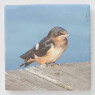 Barn Swallow stone coaster
