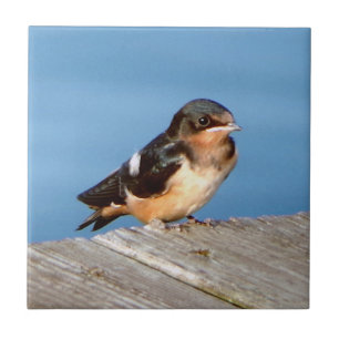 Barn Swallow tile