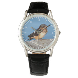 Barn Swallow watch
