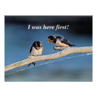 Barn swallows arguing,