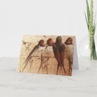 Barn Swallows, Birthday