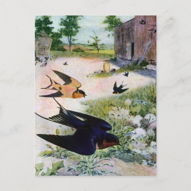 Barn Swallows Fly Around Old Outbuildings Postcard (Front)