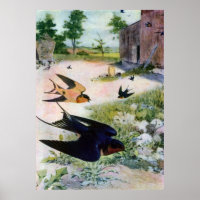 Barn Swallows Fly Around Old Outbuildings