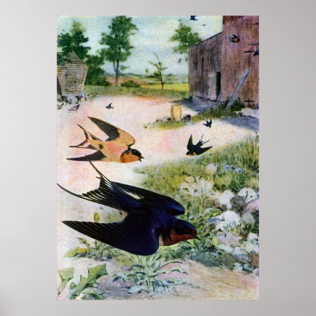 Barn Swallows Fly Around Old Outbuildings Poster (Front)