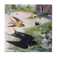 Barn Swallows Fly Around Old Outbuildings