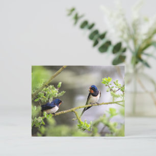 Barn Swallows Postcard