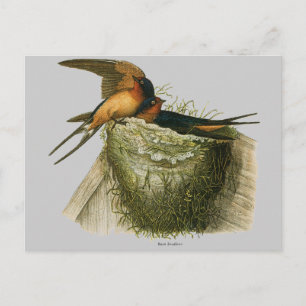 Barn Swallows Postcard