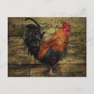 Barn Wood Farm Chicken french country rooster Postcard