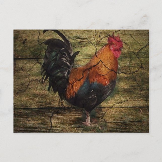 Barn Wood Farm Chicken french country rooster Postcard (Front)