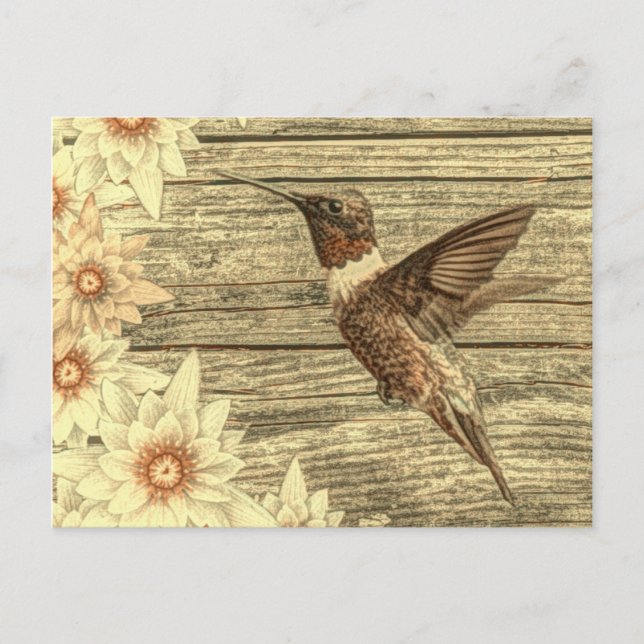 Barn wood white daisy french country hummingbird postcard (Front)