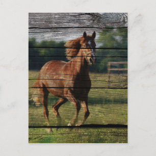 Barn Woodgrain Country Ranch Galloping Brown Horse Postcard
