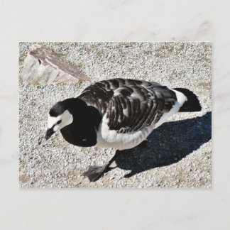 Barnacle Goose Animal Postcard