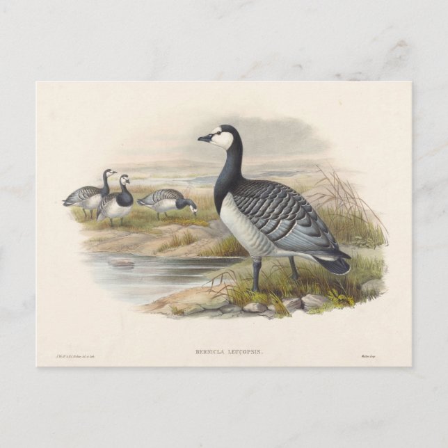 Barnacle Goose by Joseph Wolf Postcard (Front)