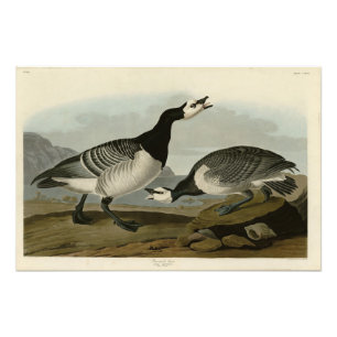 Barnacle Goose - from Audubon's Birds of America Photo Print